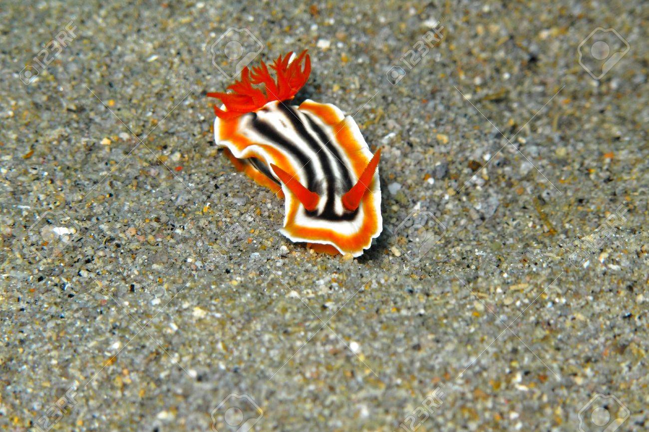 灰色の砂底に水中熱帯ウミウシ海スラグ パジャマ ナメクジ エキゾチックな海でスキューバ ダイビングを泥します ウミウシ水中生物のマクロ写真 の写真素材 画像素材 Image