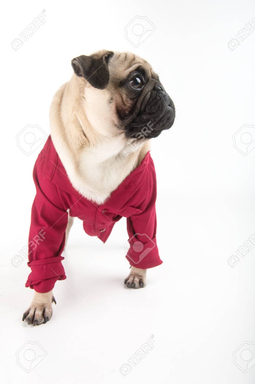 赤でパグを面白い 白い背景に赤い服立っているのおかしい犬 の写真素材 画像素材 Image 赤でパグを面白い 白い背景に赤い服立っているのおかしい犬 の写真素材 画像素材 Image