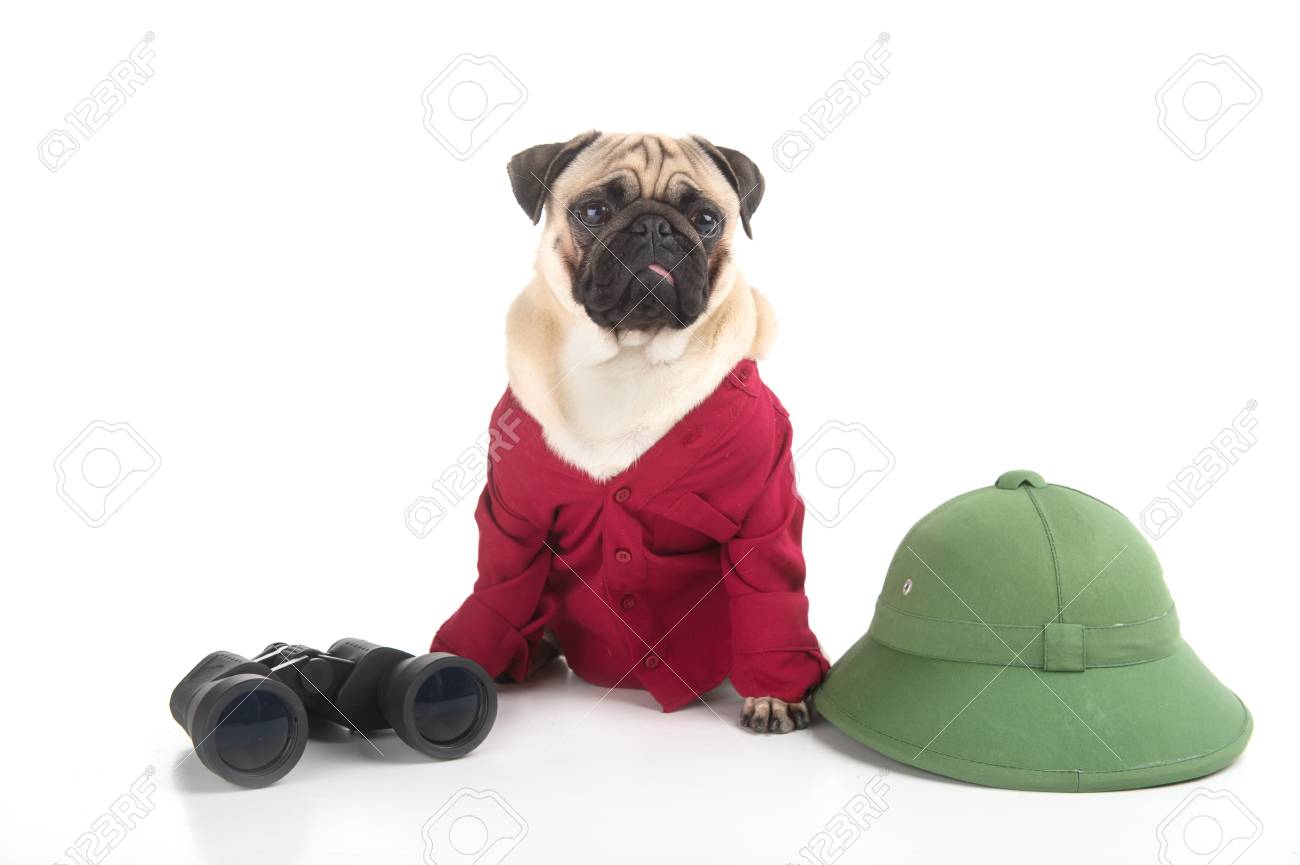 犬旅 赤服座っている緑の帽子と双眼鏡白で隔離中の近くの変な犬 の写真素材 画像素材 Image 犬旅 赤服座っている緑の帽子と双眼鏡白で隔離中の近くの変な犬 の写真素材 画像素材 Image