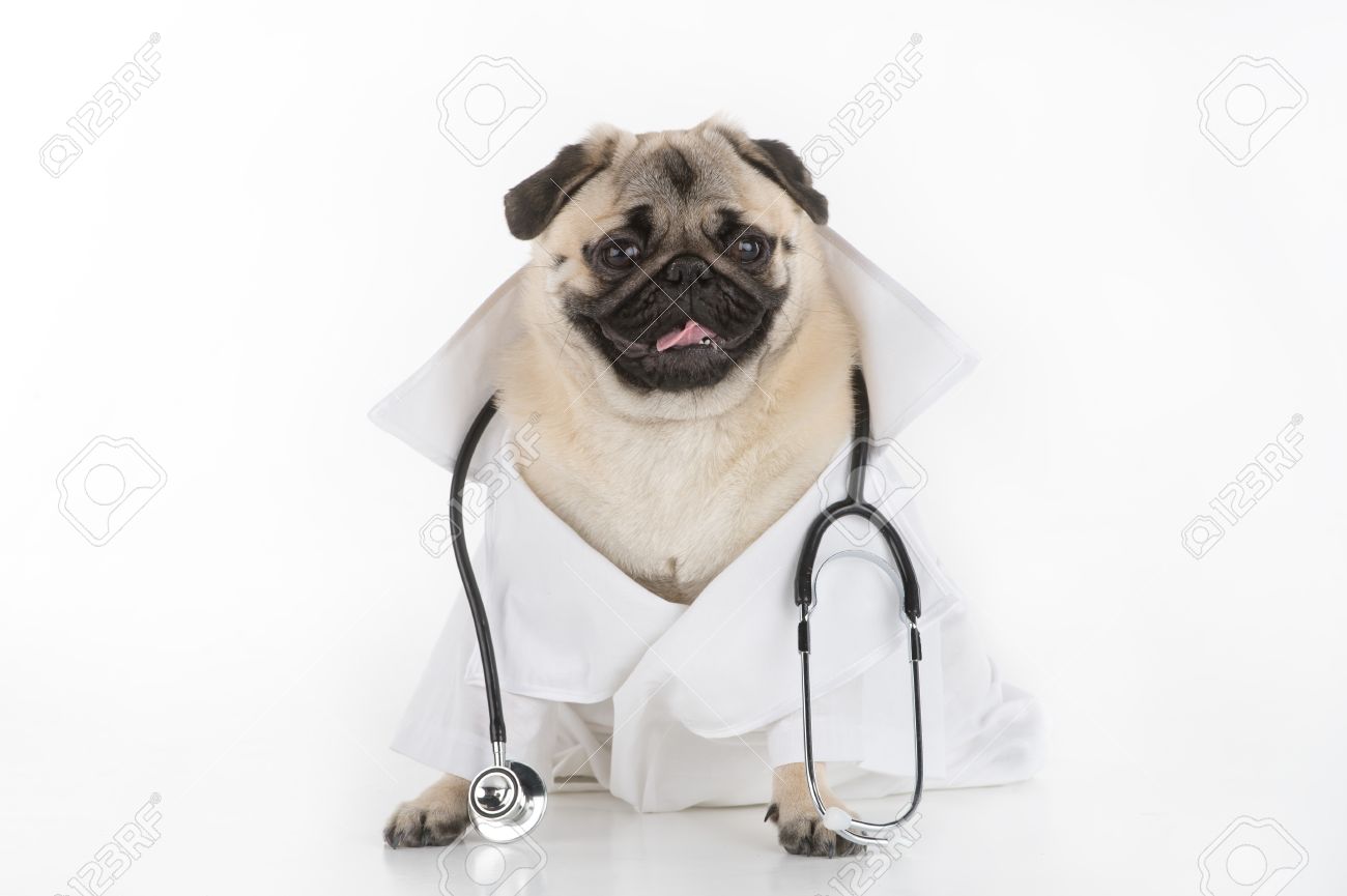 dog wearing lab coat