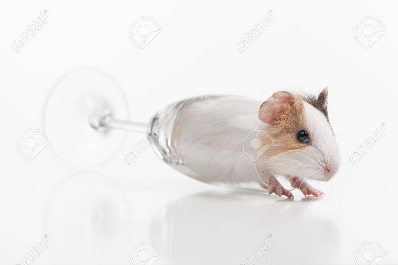 transparent hamster