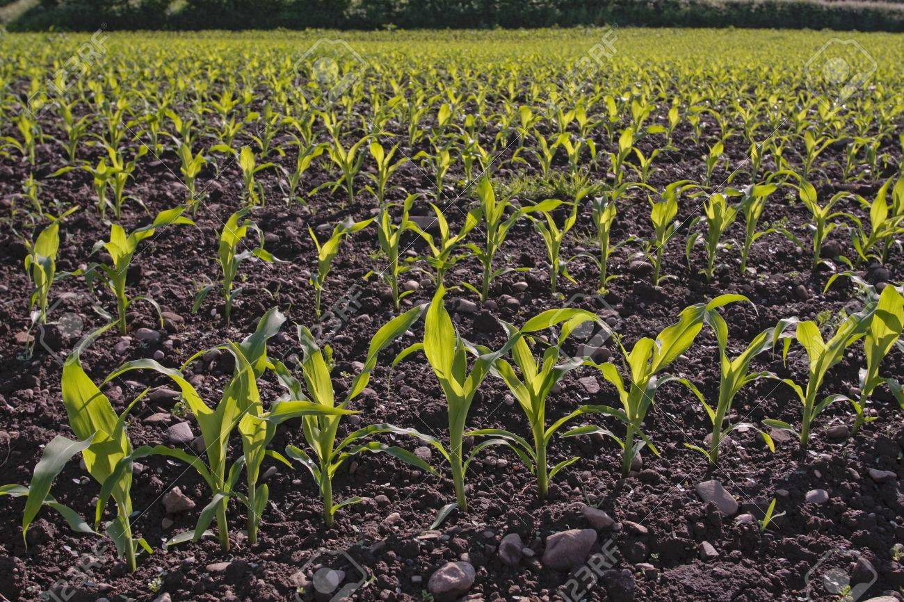 corn seedlings growing in crop field stock photo picture and corn seedlings