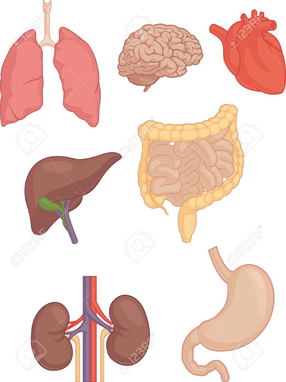human body parts brain lung heart liver intestines parts of the heart