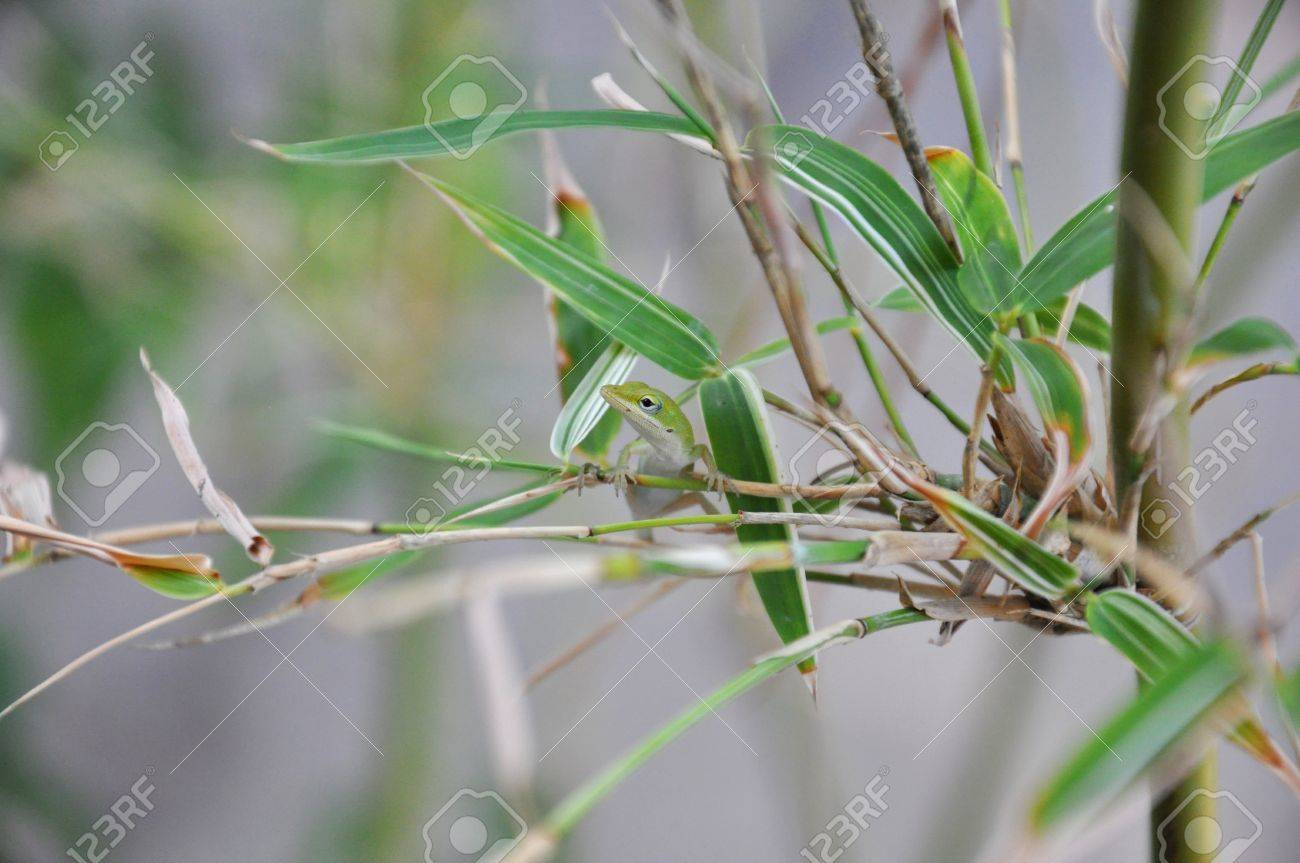 竹の中で座っている非常に小さいアノールトカゲ葉します の写真素材 画像素材 Image