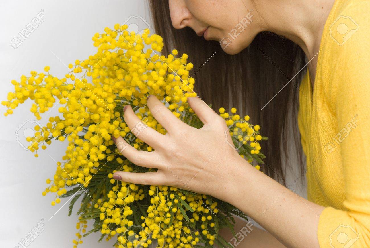 女性の手に花束ミモザ アカシア の写真素材 画像素材 Image