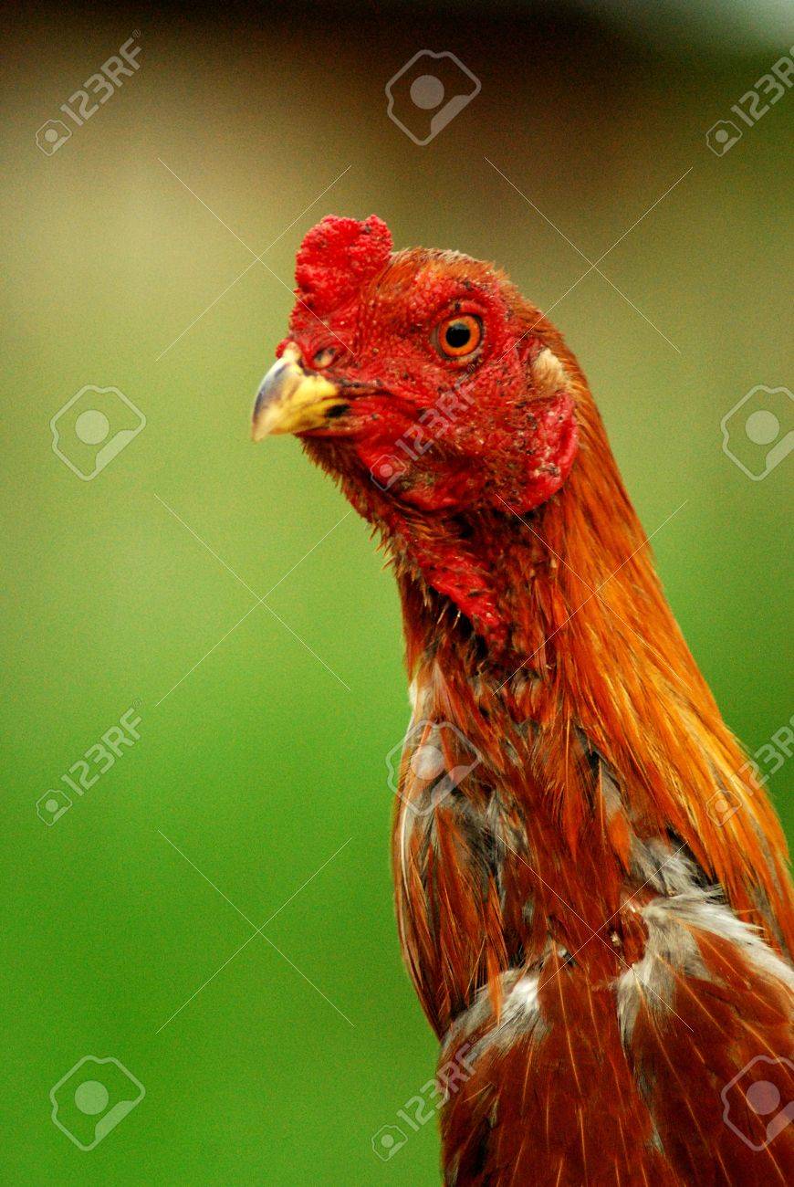 etiam-dictum-ipsum-a-felis