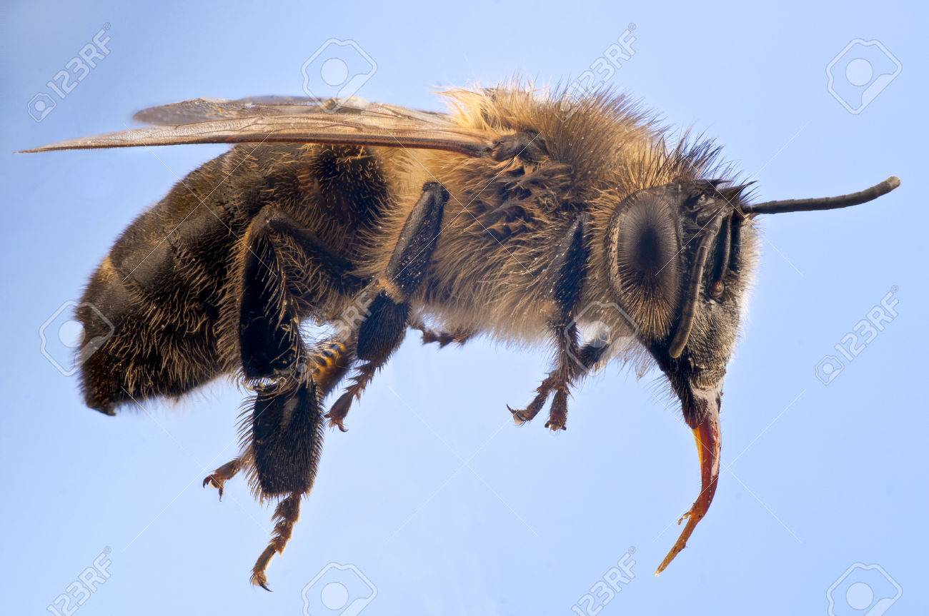 蜂蜜の蜂は フライトを示唆している青い背景の Api Mellifer のマクロ 非常に明確な解剖学的詳細は 長い舌 足で毛皮のような胸郭と花粉のバスケットを含みます 毛の花粉 の写真素材 画像素材 Image