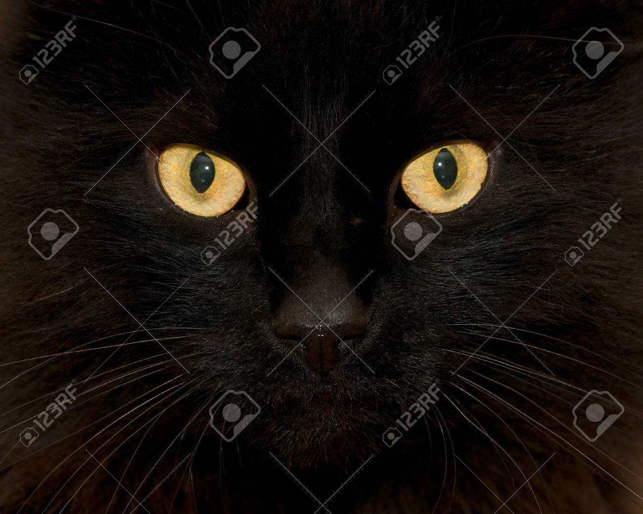 印象的な激しい格好フワフワ黒猫黄色 金色の目を大きく見つめて の写真素材 画像素材 Image 印象的な激しい格好フワフワ黒猫黄色 金色の目を大きく見つめて の写真素材 画像素材 Image
