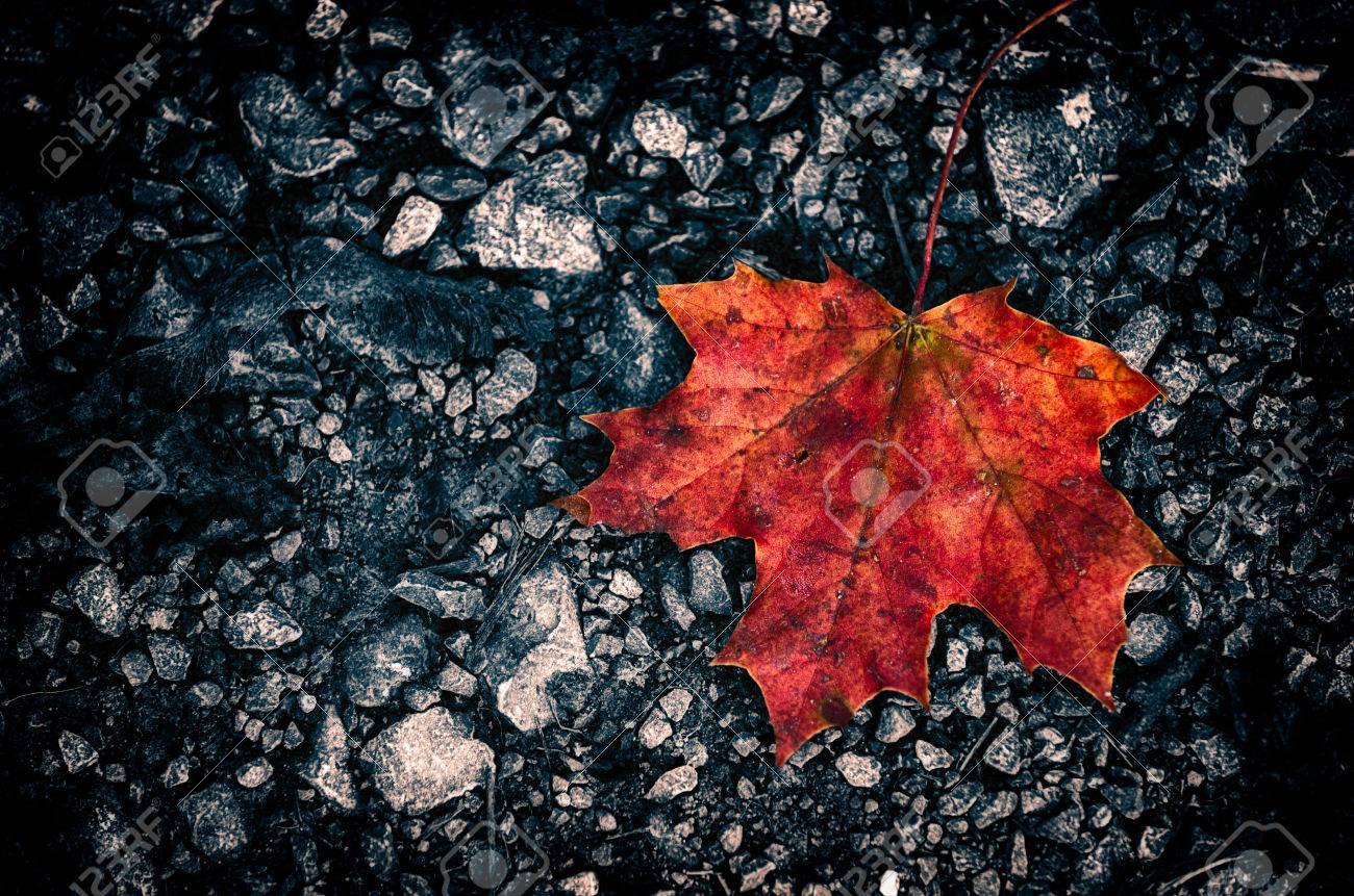 dunkle steinbodenbeschaffenheit marmor steinboden dunklen steinboden hintergrund mit herbstblatt das auf der straße standardbild 40887778 mit das auf der dunkle steinbodenbeschaffenheit marmor steinboden dunklen steinboden hintergrund mit herbstblatt das auf der straße standardbild 40887778 mit das auf der