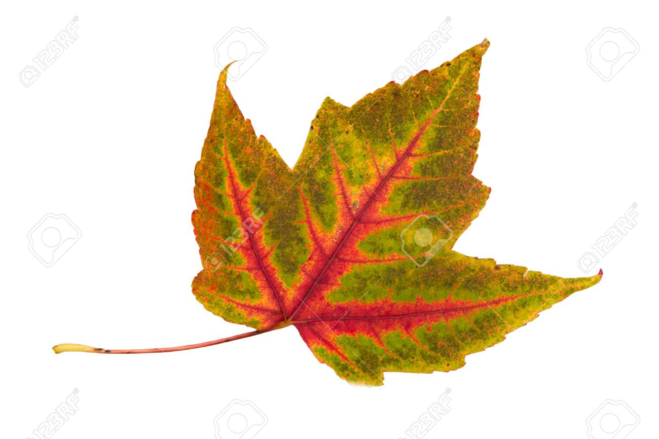 single leaf of a maple in front of a white background stock photo