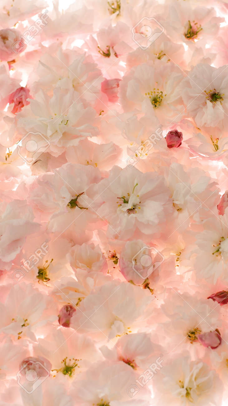 Light Pink Sakura Flowers Background, Blank Wallpaper Stock Photo, Picture  and Royalty Free Image. Image 186252210., image size:731x1300