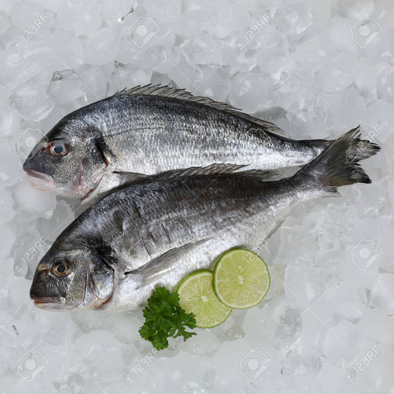 Fish on ice Clearance