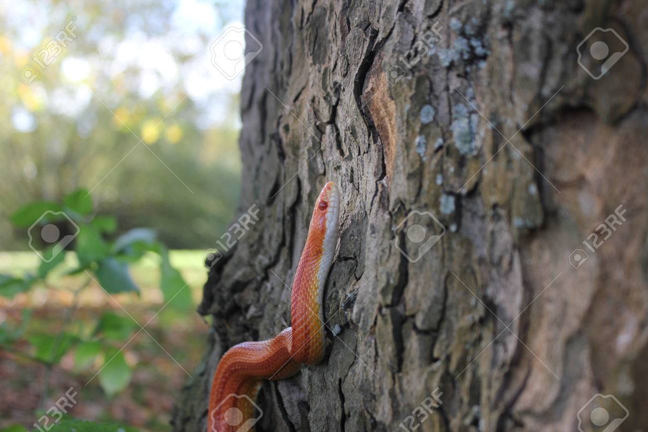 albino snake snake grass grass snake on tree stock photo