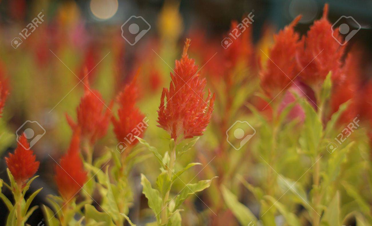 What are flowers similar to a fern, as they are called, a photo What are flowers similar to a fern, as they are called, a photo