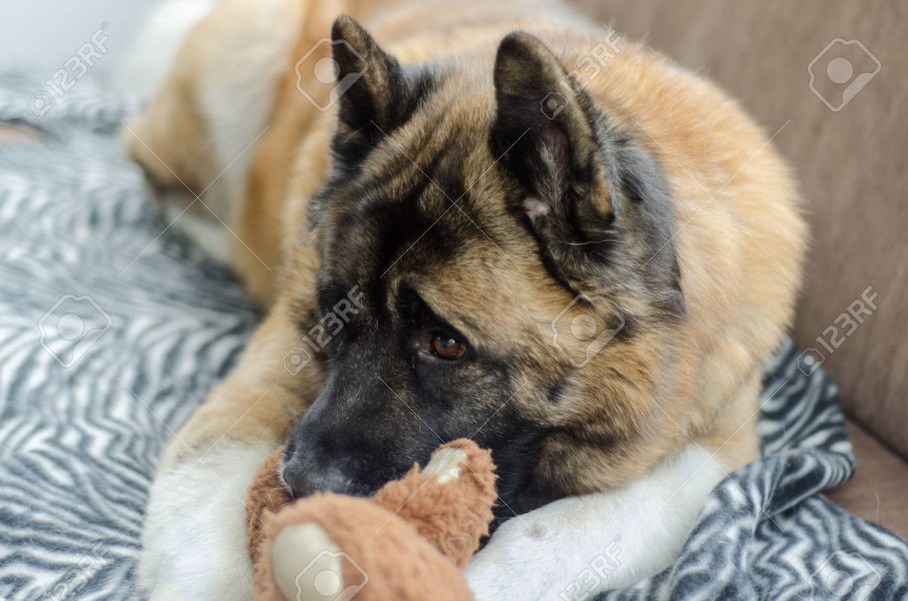 automatic ball throwing machine