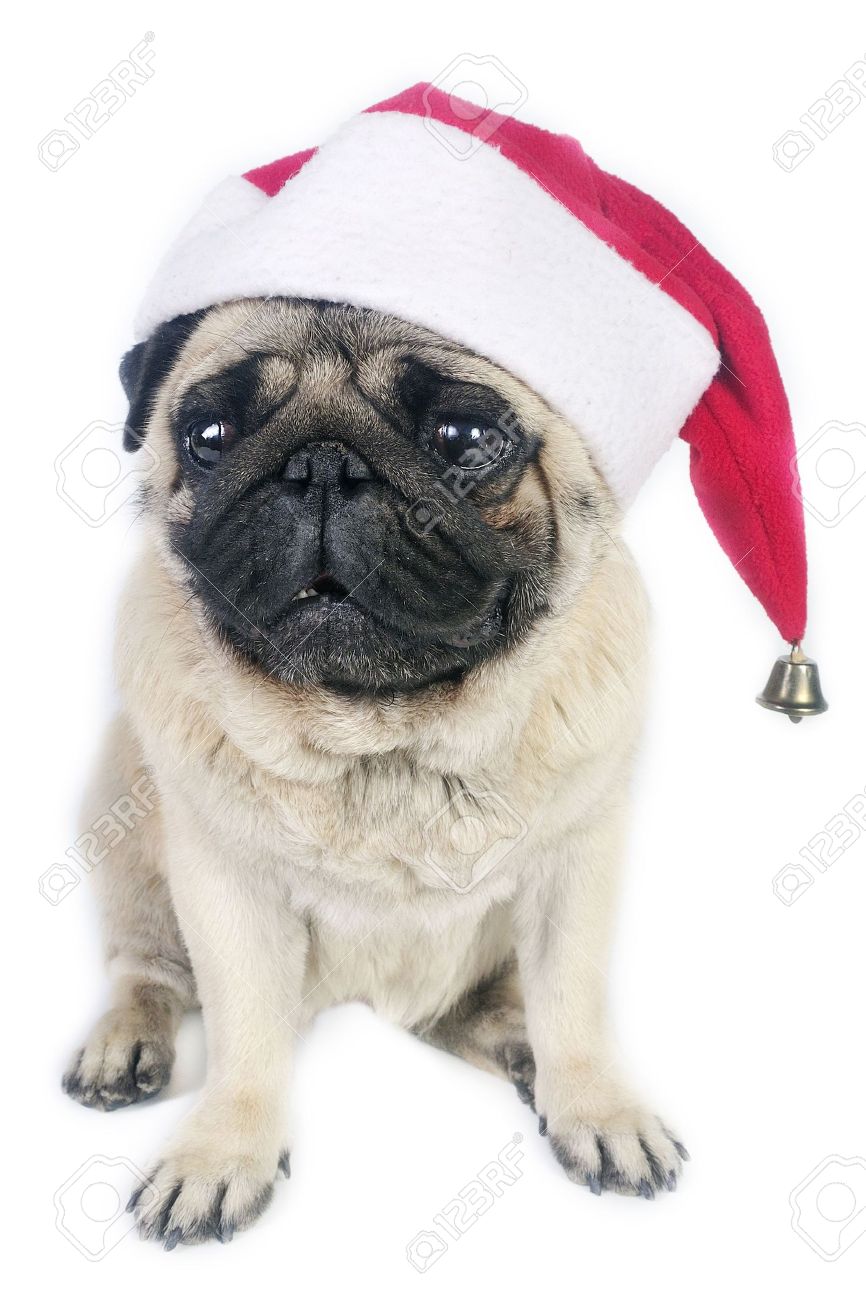 Pug in santa hat Clearance