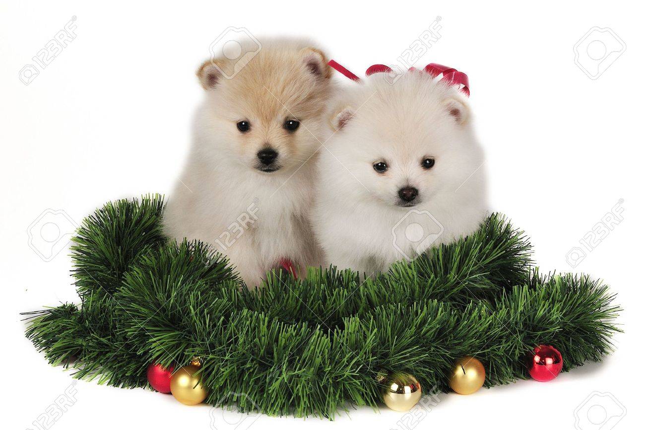 pomeranian christmas ornament