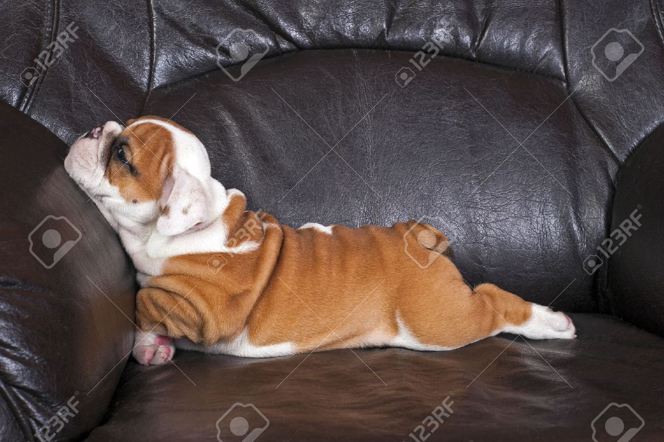 what can you give a dog that has diarrhea