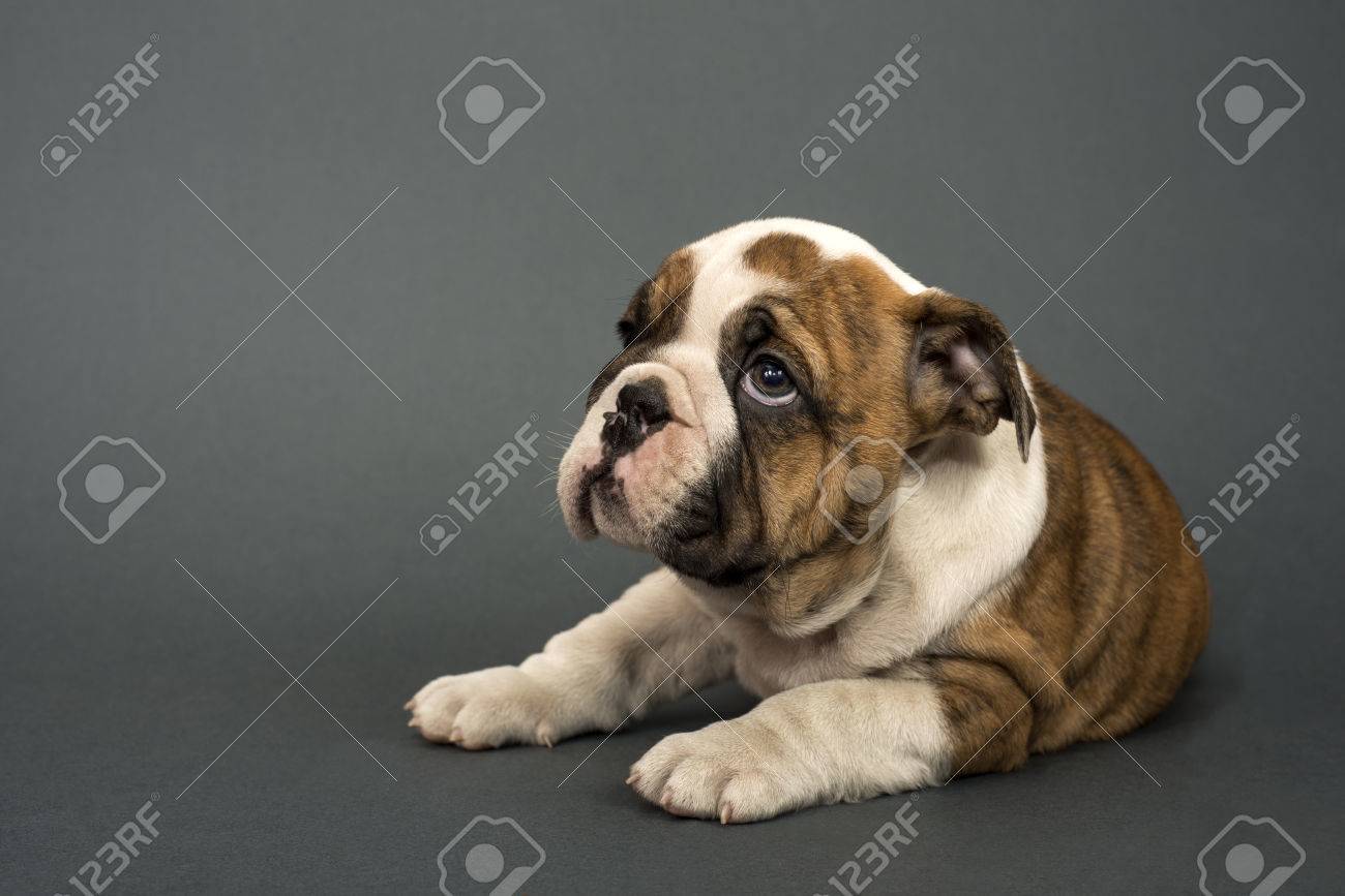 gray english bulldog puppies