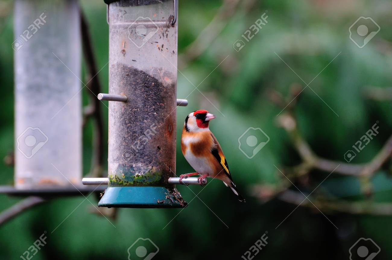 A Goldfinch On One Of My Niger Seed Feeders At The Bottom Of