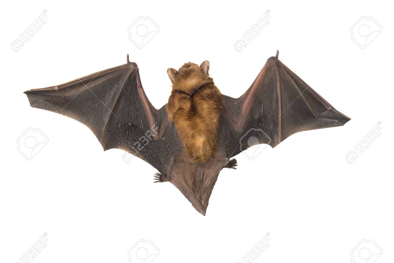 Close Up Of The Bat Isolated On White Background Stock Photo Picture And Royalty Free Image Image