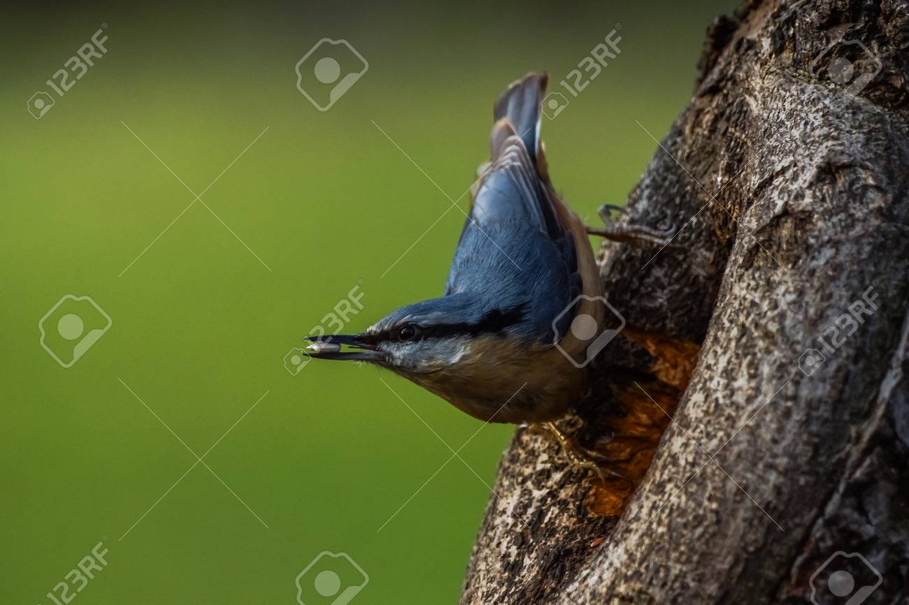 etiam-dictum-ipsum-a-felis