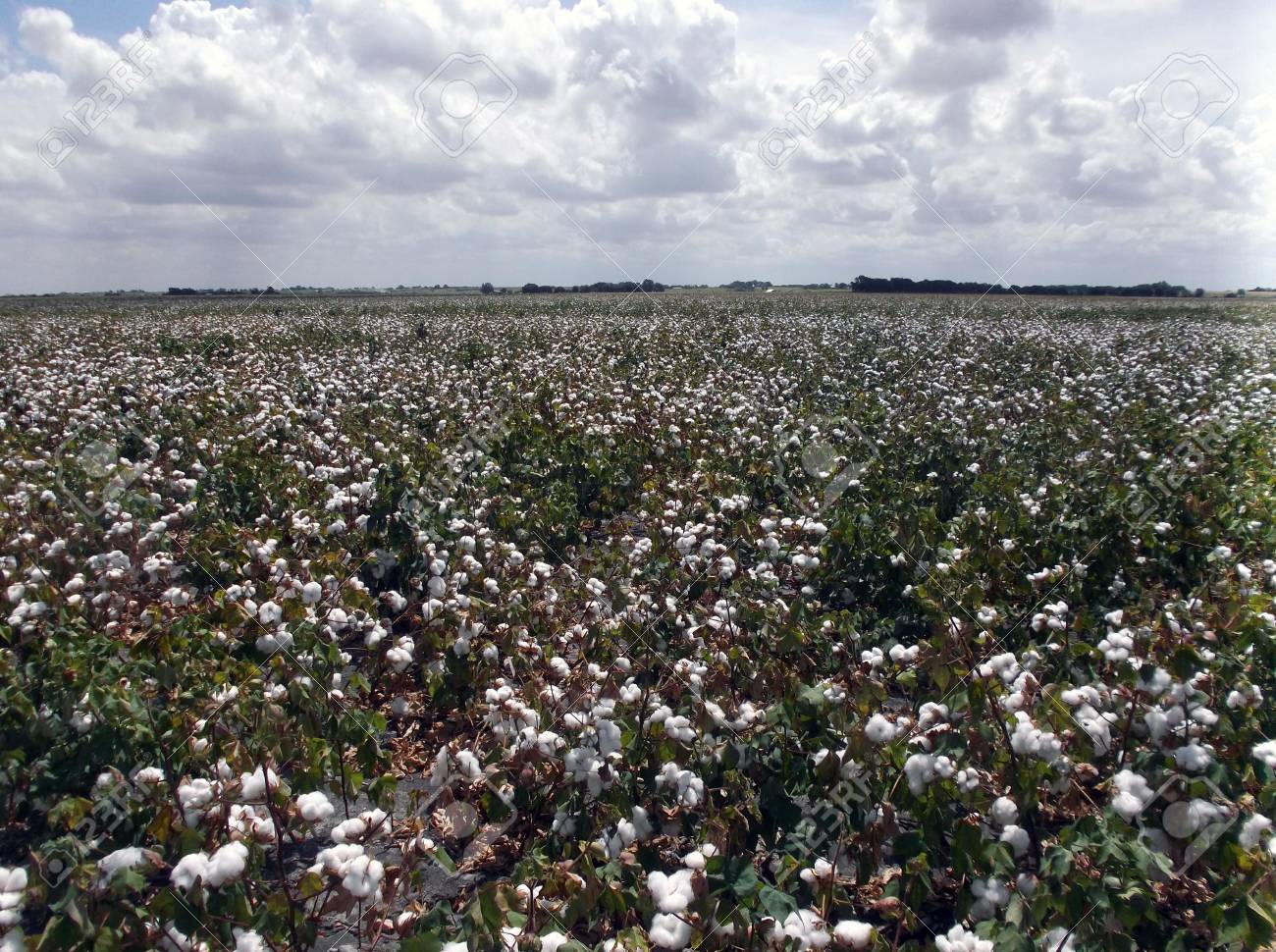grown cotton