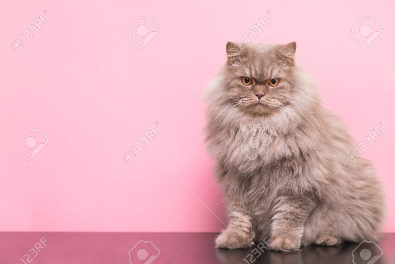 pink fluffy cat