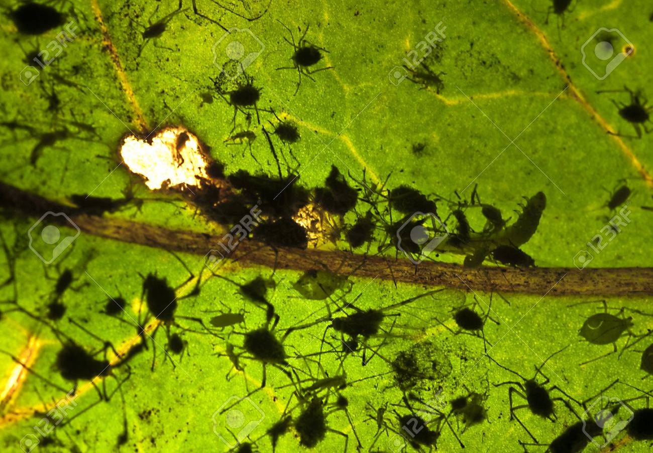 ワタアブラムシの感染葉 の写真素材 画像素材 Image