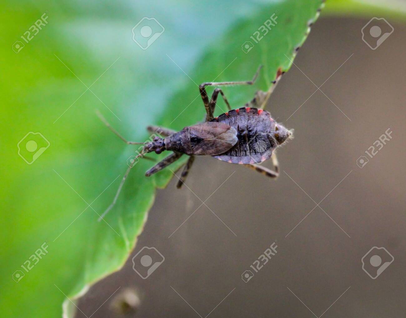 etiam-dictum-ipsum-a-felis