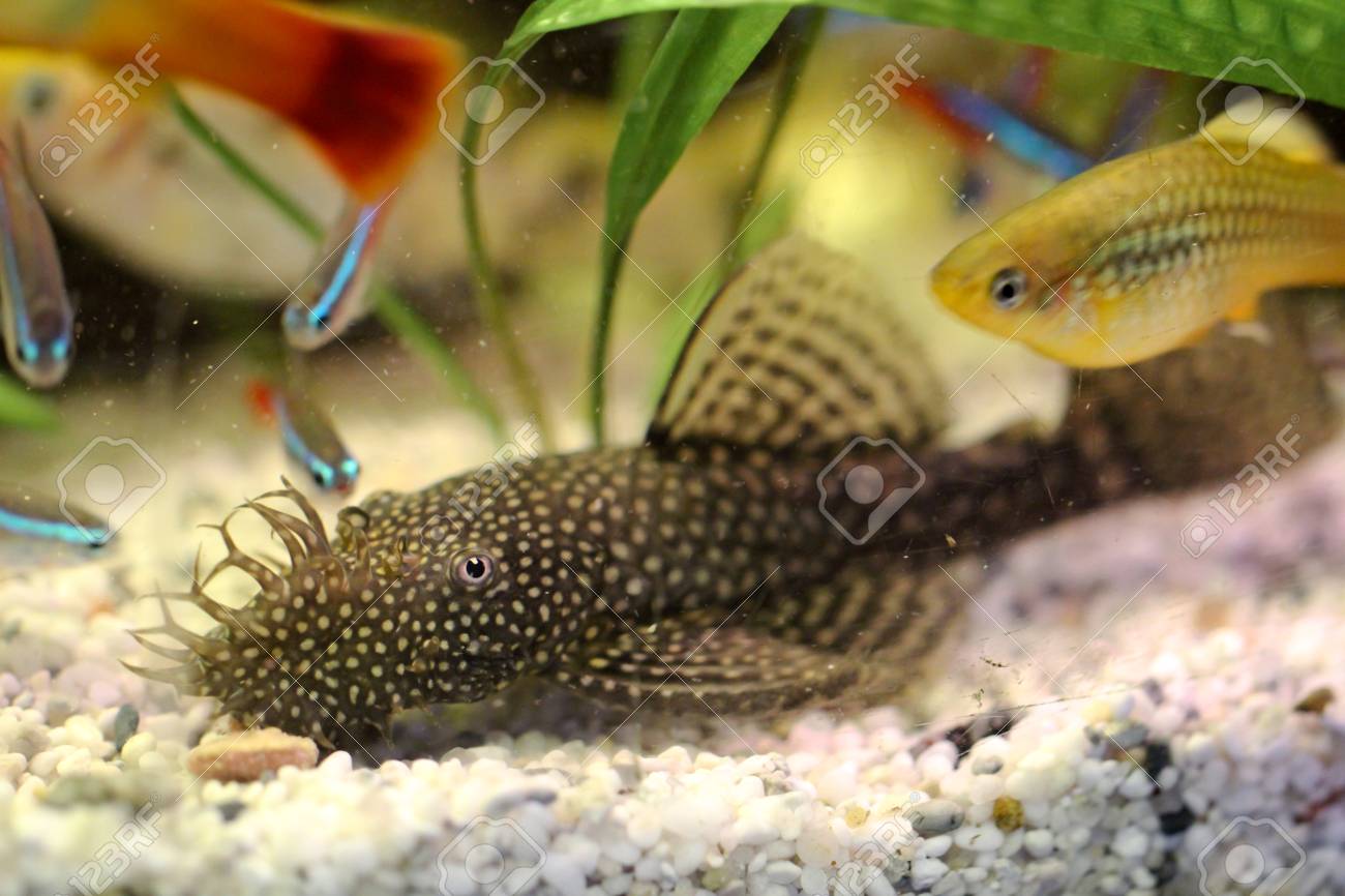 aquarium catfish