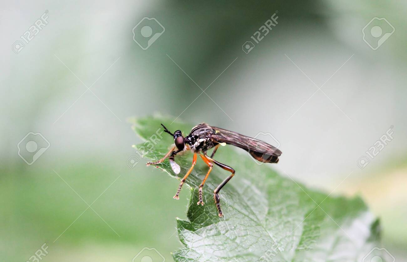 etiam-dictum-ipsum-a-felis