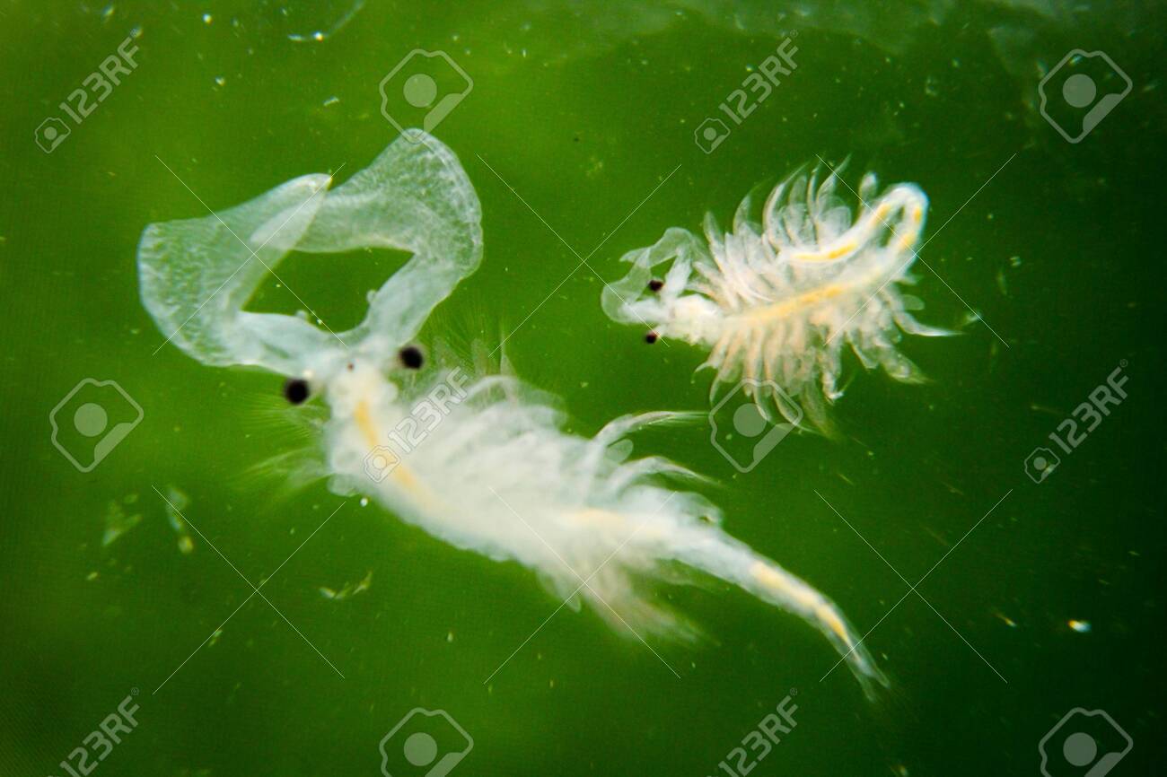 アルテミアの極限マクロ、海水癌、微生物のマクロ、プランクトン