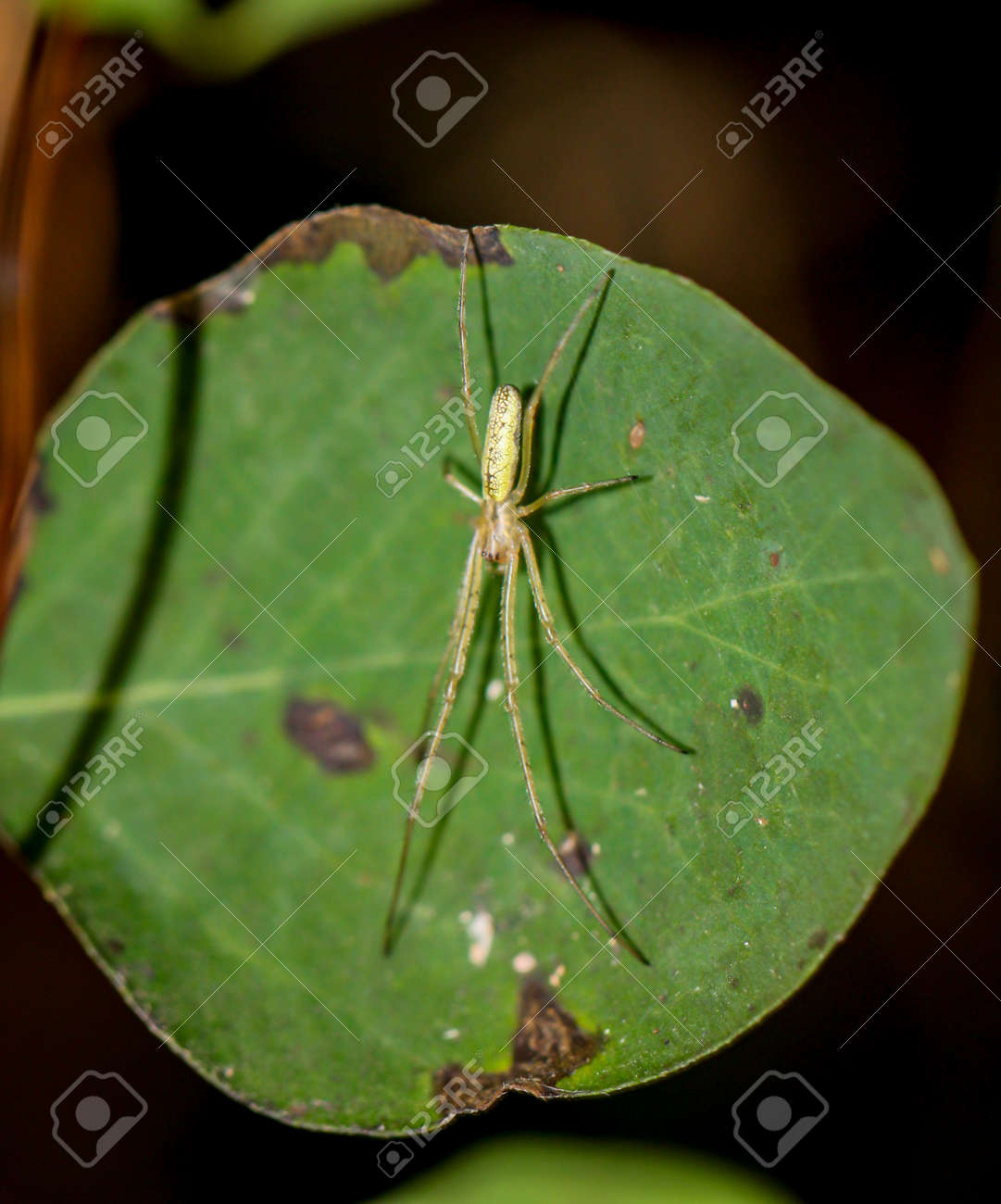 etiam-dictum-ipsum-a-felis