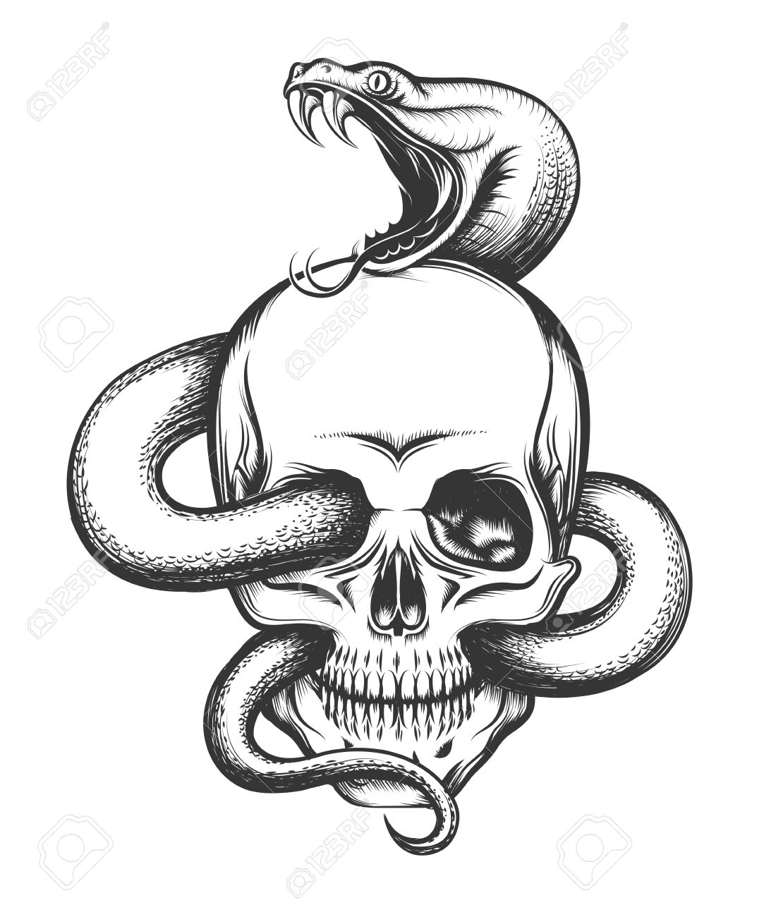Human Skull With Crawling Snake Illustration In Engraving Style Royalty Free Cliparts Vectors And Stock Illustration Image