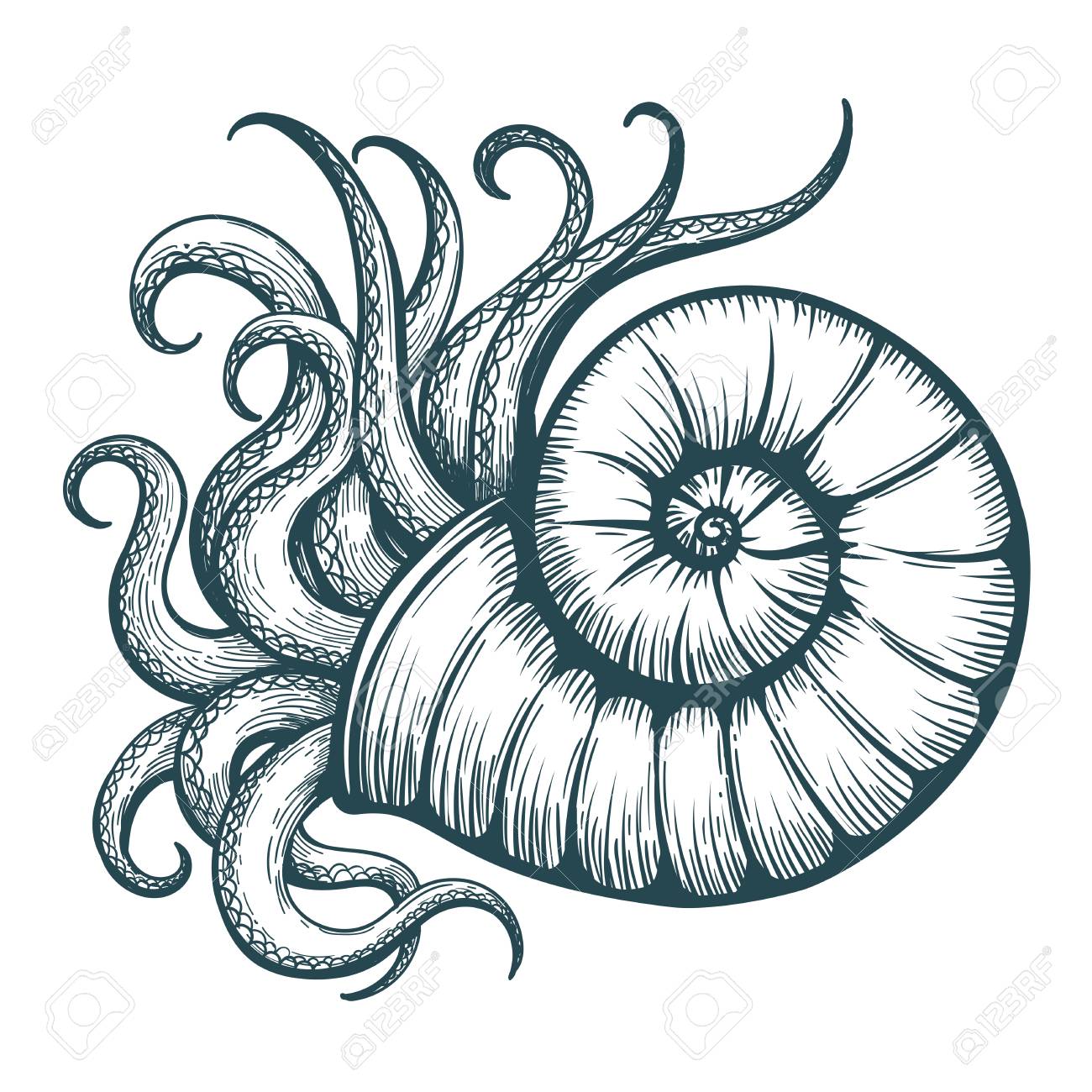 Hand drawn tentacles stick out of the sea shell in tattoo style. Vector illustration. - 90513407 Hand drawn tentacles stick out of the sea shell in tattoo style. Vector illustration. - 90513407