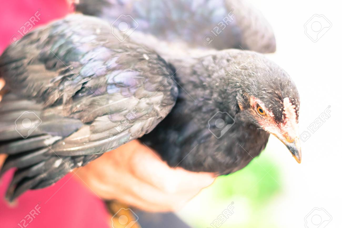 etiam-dictum-ipsum-a-felis