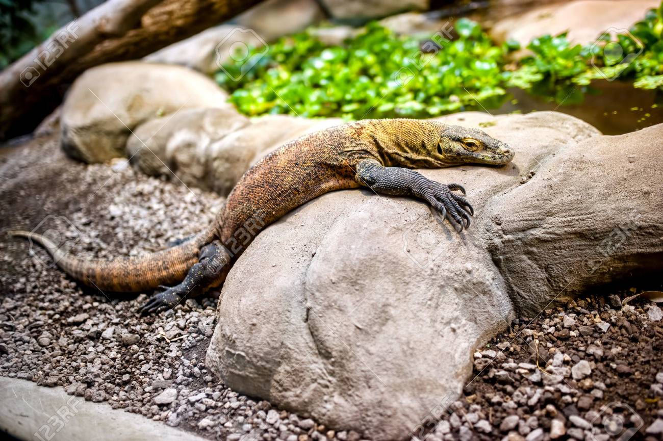 コモドドラゴン世界する Komodoensis でロック 最も大きいトカゲに座って自然環境 の写真素材 画像素材 Image