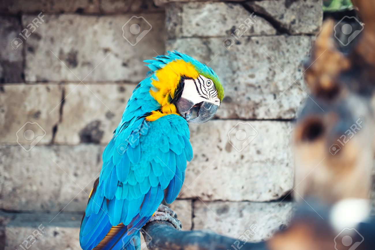 portrait of macaw parrot sitting in forest. aviary details of rainforest - 63538732 portrait of macaw parrot sitting in forest. aviary details of rainforest - 63538732