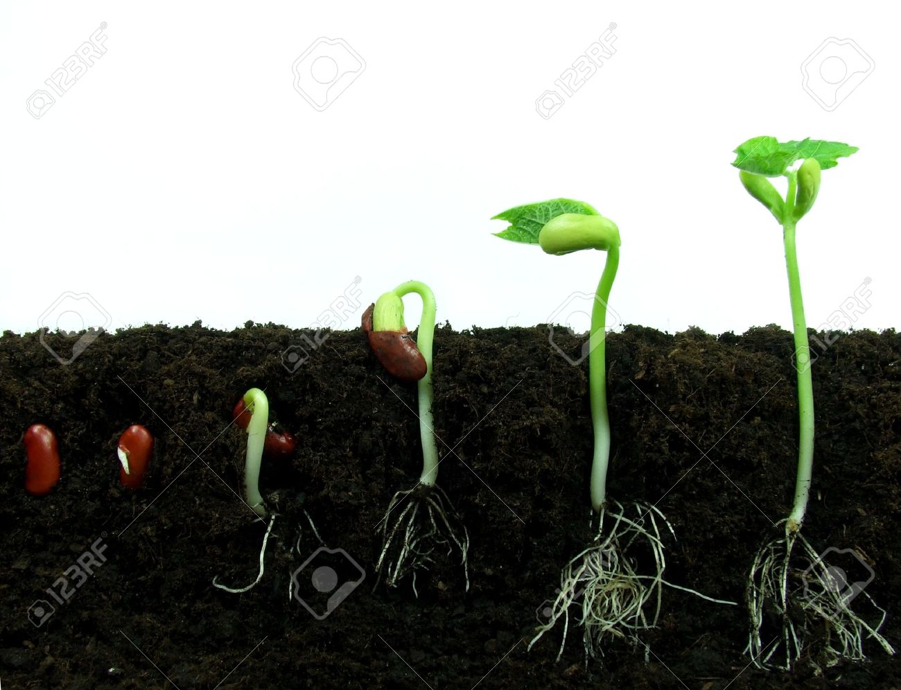 土壌で発芽種子 の写真素材 画像素材 Image