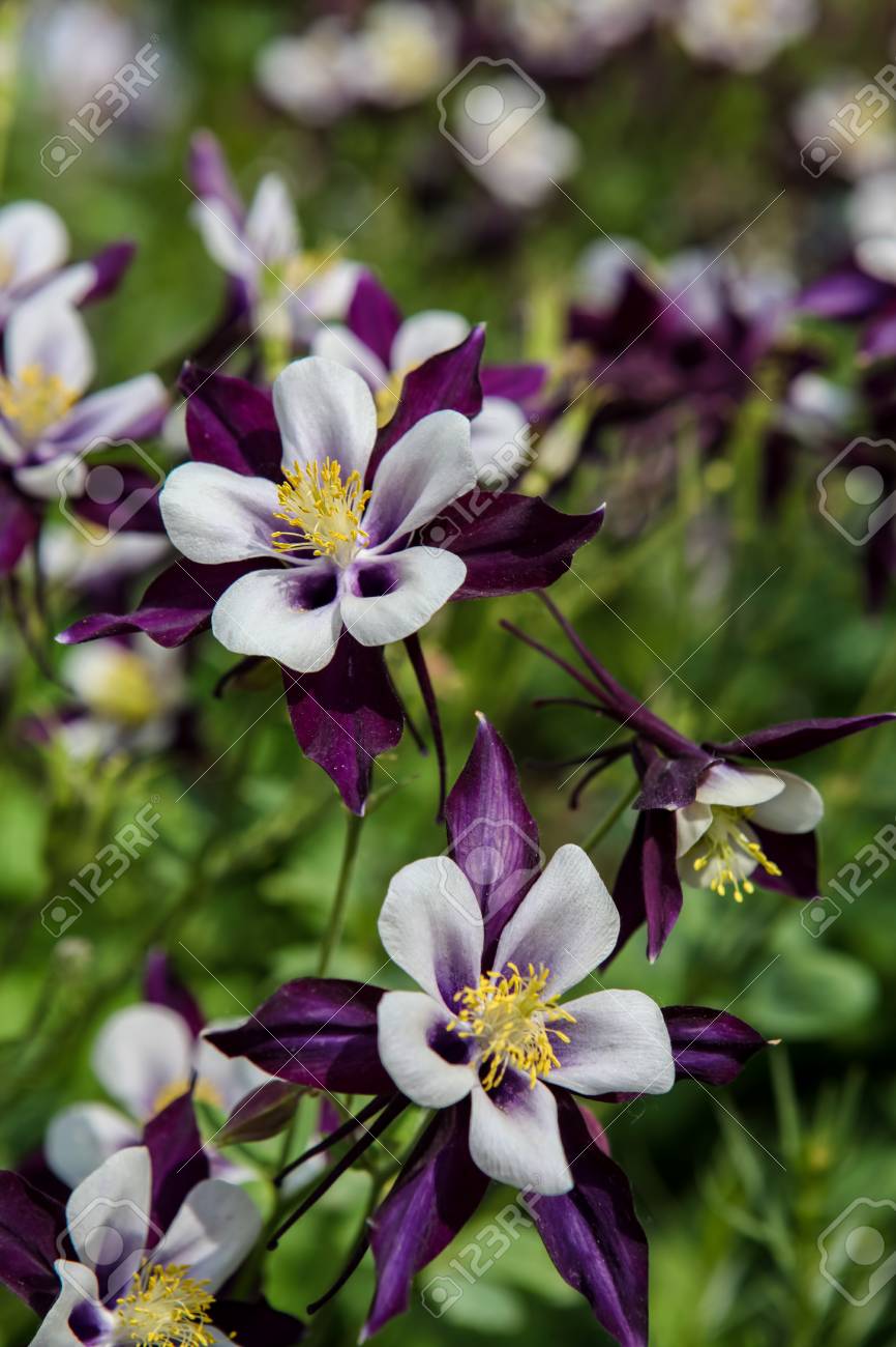オダマキの花 の写真素材 画像素材 Image オダマキの花 の写真素材 画像素材 Image