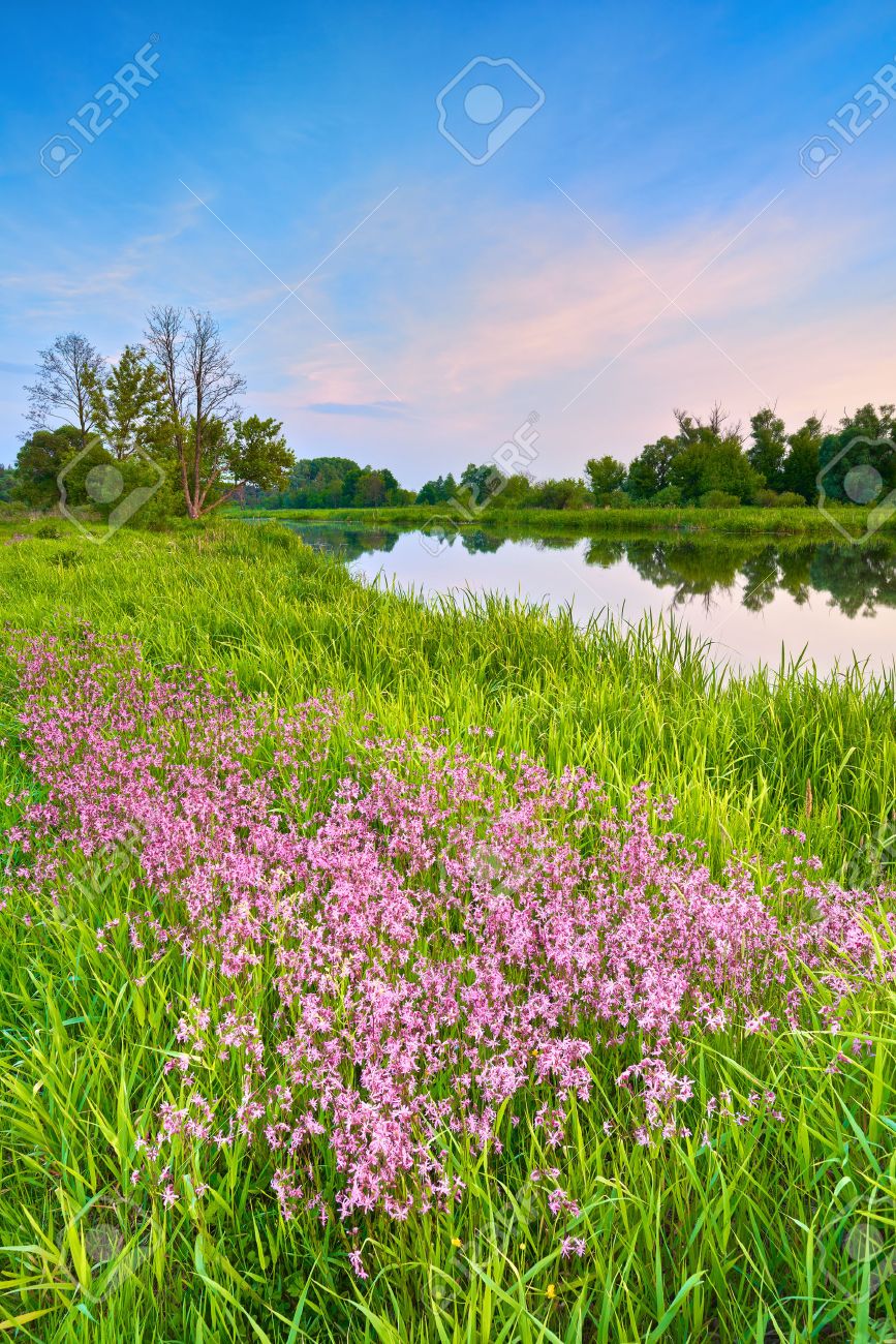 田舎春夏 Narew 川風景青い空雲田舎ポーランド の写真素材 画像素材 Image