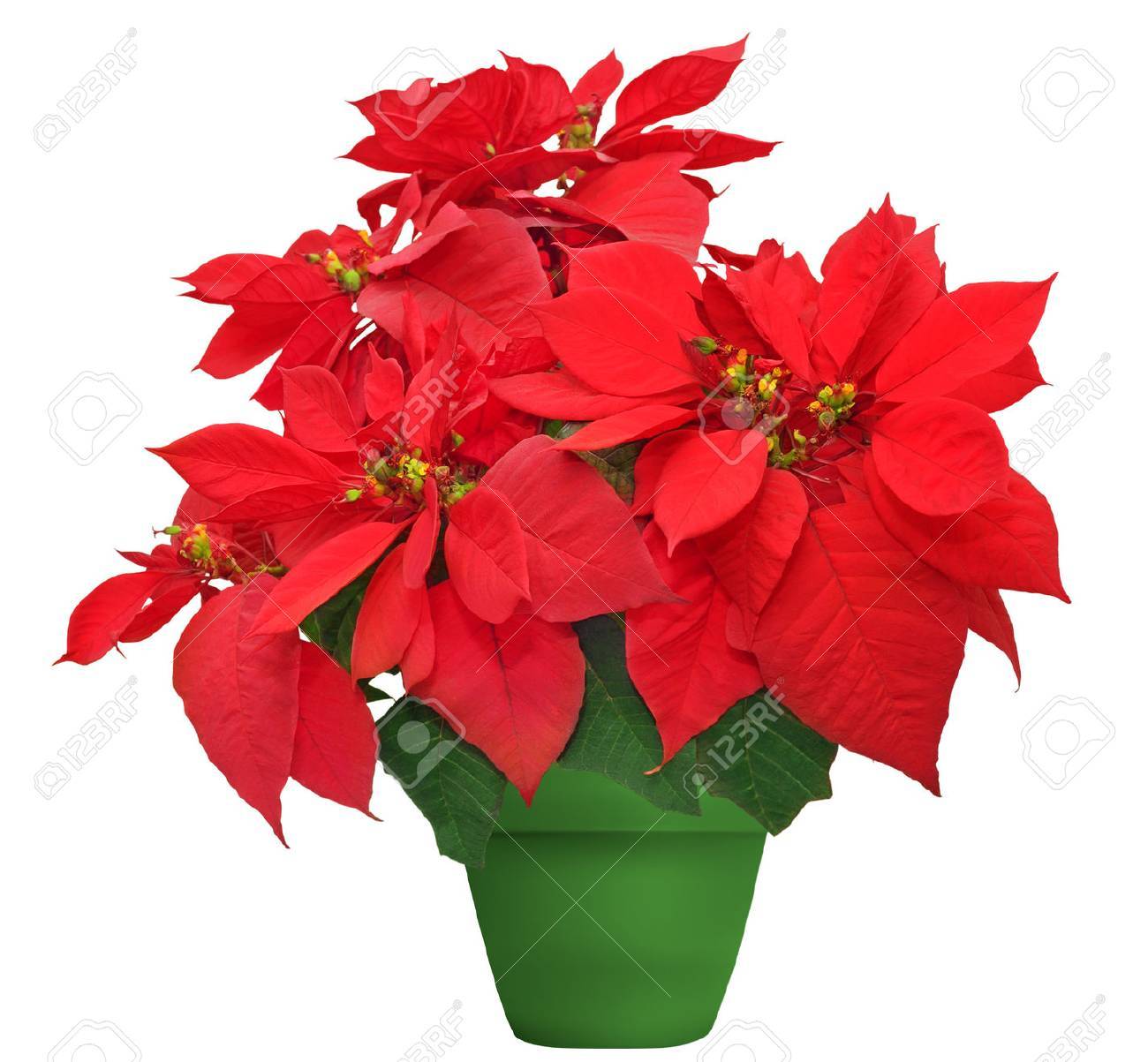 美しいポインセチア 白い背景の上の緑の植木鉢で赤のクリスマスの花 の写真素材 画像素材 Image