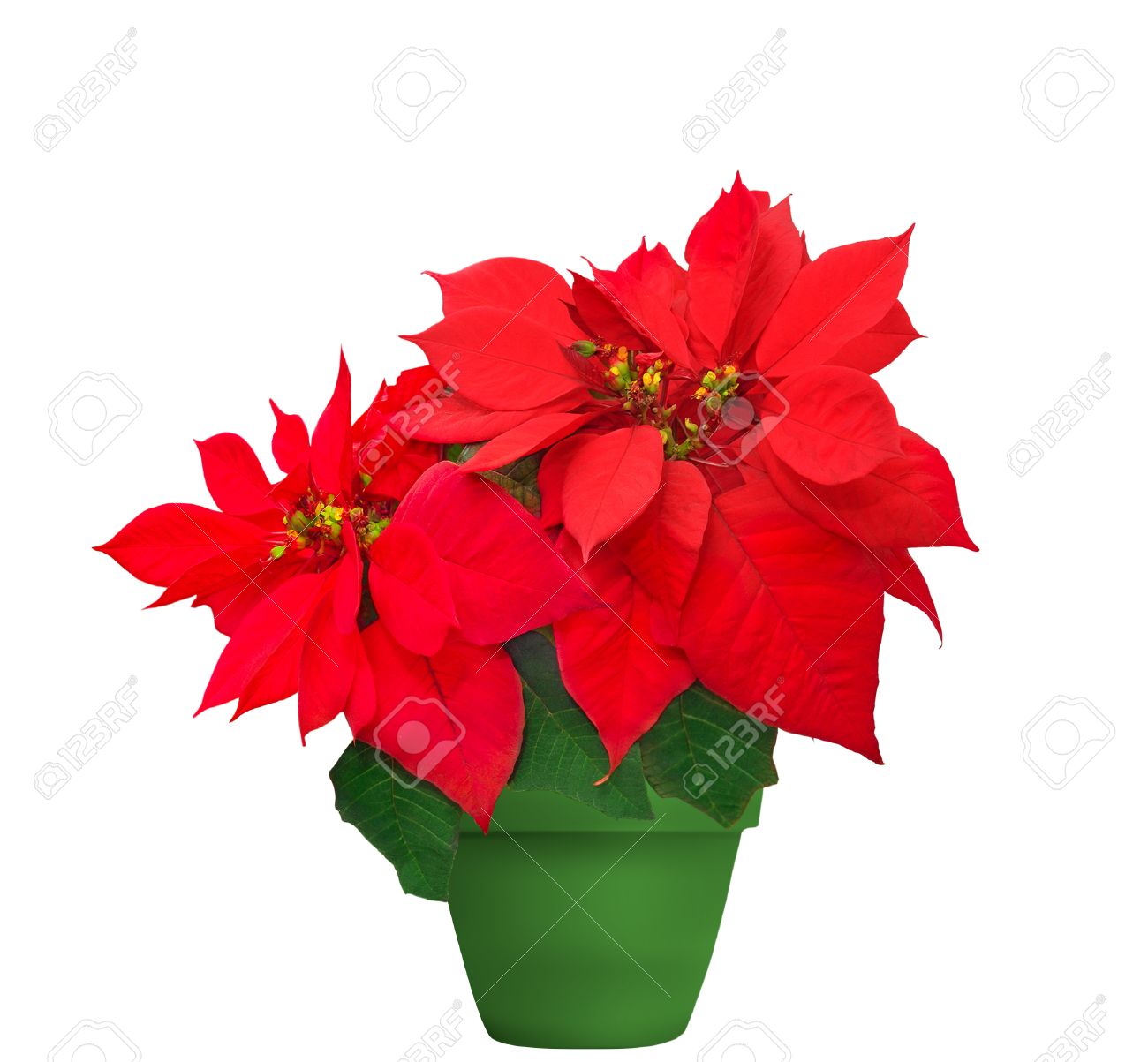 Poinsettia Rouge Belle Fleur De Noël En Pot De Fleurs Vert Sur Fond Blanc