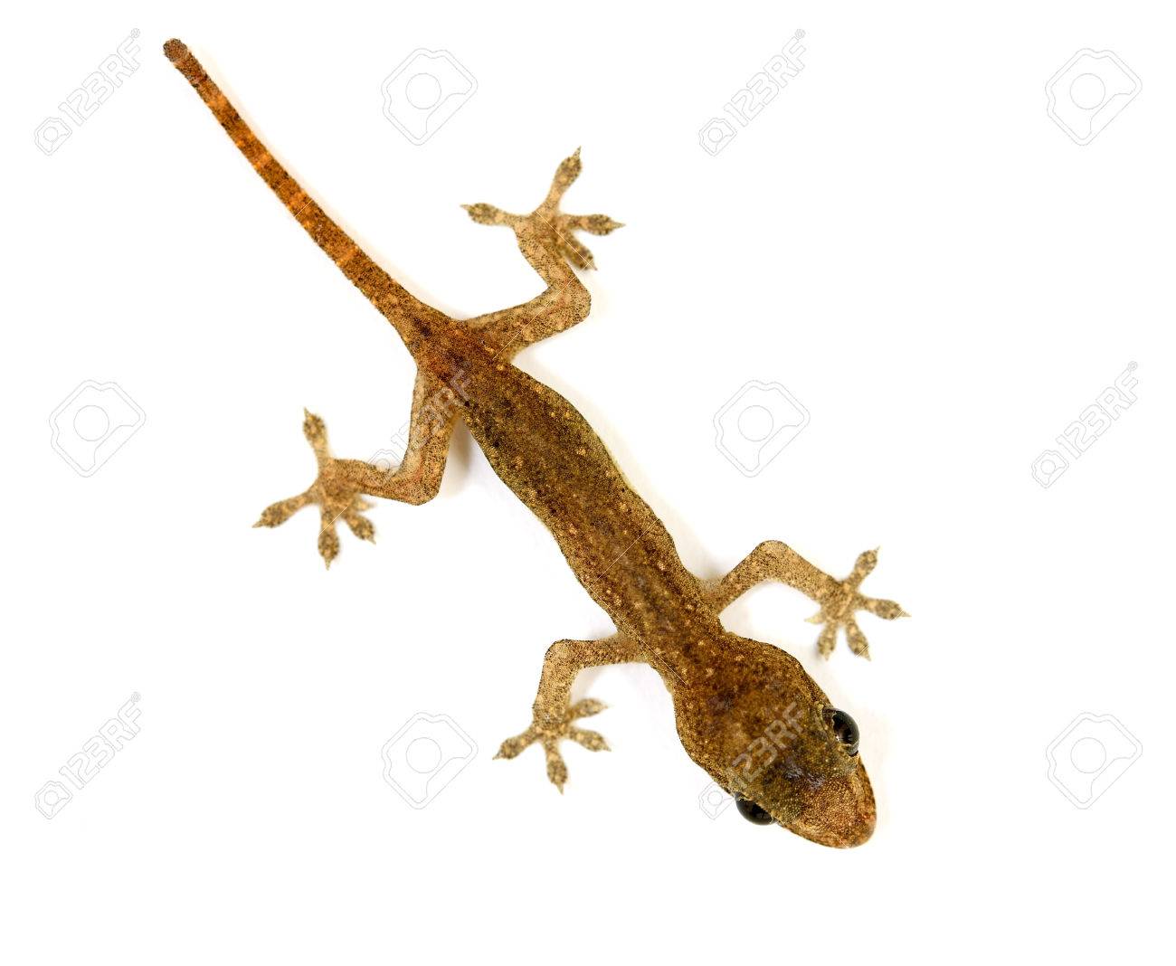 Baby Lizard Or Gecko Stock Photo Picture And Royalty Free Image Image Baby Lizard Or Gecko Stock Photo Picture And Royalty Free Image Image