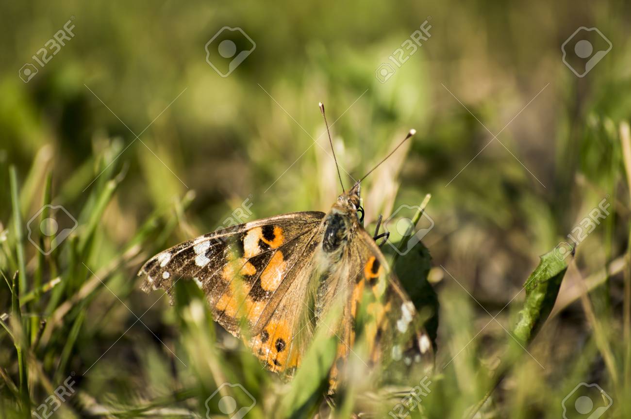 etiam-dictum-ipsum-a-felis