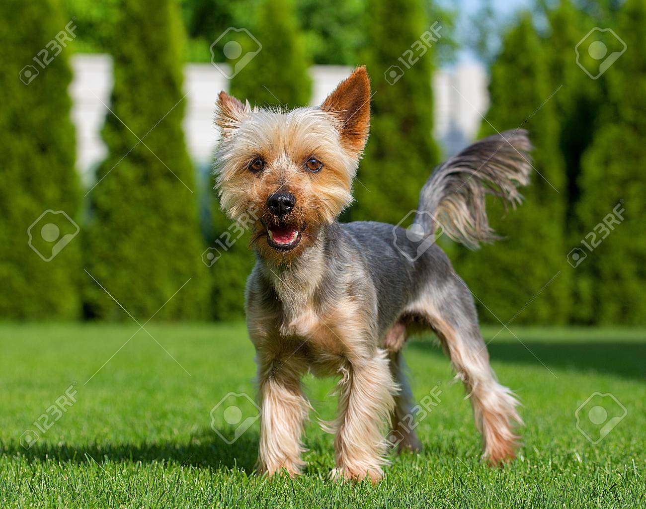 silky terrier cuts