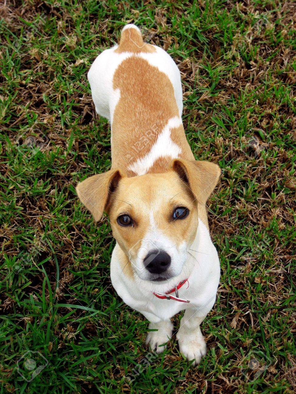 ジャック ラッセル テリア 子犬かわいい赤い首輪を探しています の写真素材 画像素材 Image
