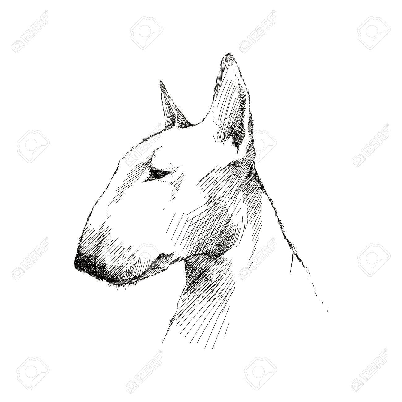 Vector Sketch Of English Bull Terrier Dog Head Profile Isolated Royalty Free Cliparts Vectors And Stock Illustration Image 55533888