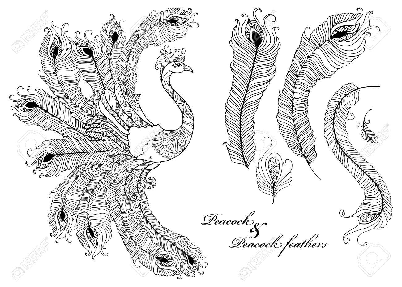 Sertie De Paon Et De Plumes De Paon Ornés En Noir Isolé Sur Fond Blanc Oiseaux Et Contour Des Plumes Décoratives Pour Livre De Coloriage Les